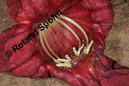 Leberwurstbaum, Kigelia africana, Kigelia africana, Leberwurstbaum, Bignoniaceae, Blüte Kauf von 00183_kigelia_africana_dsc_7860.jpg