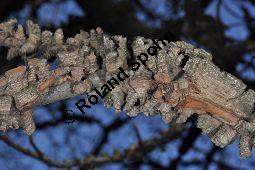Amerikanischer Amberbaum, Liquidambar styraciflua, Hamamelidaceae, Liquidambar styraciflua, Amerikanischer Amberbaum, Blatt Kauf von 00197_liquidambar_styraciflua_dsc_2090.jpg
