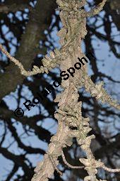 Amerikanischer Amberbaum, Liquidambar styraciflua, Hamamelidaceae, Liquidambar styraciflua, Amerikanischer Amberbaum, Blatt Kauf von 00197_liquidambar_styraciflua_dsc_2091.jpg