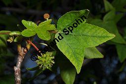 Amerikanischer Amberbaum, Liquidambar styraciflua, Hamamelidaceae, Liquidambar styraciflua, Amerikanischer Amberbaum, Blatt Kauf von 00197_liquidambar_styraciflua_dsc_2298.jpg