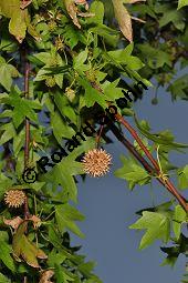 Amerikanischer Amberbaum, Liquidambar styraciflua, Hamamelidaceae, Liquidambar styraciflua, Amerikanischer Amberbaum, Blatt Kauf von 00197_liquidambar_styraciflua_dsc_2301.jpg