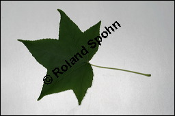 Amerikanischer Amberbaum, Liquidambar styraciflua, Hamamelidaceae, Liquidambar styraciflua, Amerikanischer Amberbaum, Blatt Kauf von 00197liquidambar_styracifluaimg_3877.jpg
