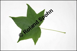 Amerikanischer Amberbaum, Liquidambar styraciflua, Hamamelidaceae, Liquidambar styraciflua, Amerikanischer Amberbaum, Blatt Kauf von 00197liquidambar_styracifluaimg_3878.jpg