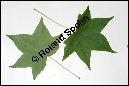 Amerikanischer Amberbaum, Liquidambar styraciflua, Hamamelidaceae, Liquidambar styraciflua, Amerikanischer Amberbaum, Blatt Kauf von 00197liquidambar_styracifluaimg_3879.jpg