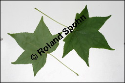 Amerikanischer Amberbaum, Liquidambar styraciflua, Hamamelidaceae, Liquidambar styraciflua, Amerikanischer Amberbaum, Blatt Kauf von 00197liquidambar_styracifluaimg_3883.jpg