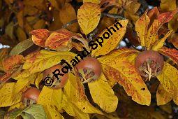 Echte Mispel, Mespilus germanica, Rosaceae, Mespilus germanica, Echte Mispel, Deutsche Mispel, Blatt Kauf von 00210_mespilus_germanica_dsc_0882.jpg