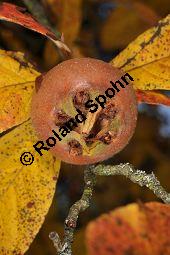 Echte Mispel, Mespilus germanica, Rosaceae, Mespilus germanica, Echte Mispel, Deutsche Mispel, Blatt Kauf von 00210_mespilus_germanica_dsc_0883.jpg