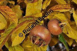 Echte Mispel, Mespilus germanica, Rosaceae, Mespilus germanica, Echte Mispel, Deutsche Mispel, Blatt Kauf von 00210_mespilus_germanica_dsc_0887.jpg