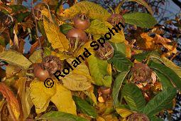 Echte Mispel, Mespilus germanica, Rosaceae, Mespilus germanica, Echte Mispel, Deutsche Mispel, Blatt Kauf von 00210_mespilus_germanica_dsc_0933.jpg