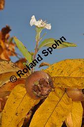Echte Mispel, Mespilus germanica, Rosaceae, Mespilus germanica, Echte Mispel, Deutsche Mispel, Blatt Kauf von 00210_mespilus_germanica_dsc_0942.jpg