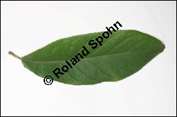 Echte Mispel, Mespilus germanica, Rosaceae, Mespilus germanica, Echte Mispel, Deutsche Mispel, Blatt Kauf von 00210mespilus_germanicaimg_3817.jpg