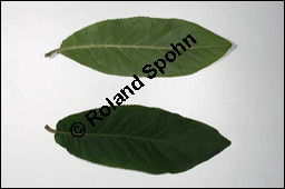 Echte Mispel, Mespilus germanica, Rosaceae, Mespilus germanica, Echte Mispel, Deutsche Mispel, Blatt Kauf von 00210mespilus_germanicaimg_3819.jpg