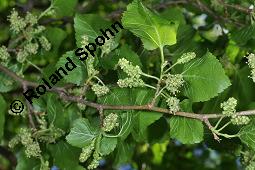Weißer Maulbeerbaum, Morus alba, Moraceae, Morus alba, Weißer Maulbeerbaum, Blatt Kauf von 00216_morus_alba_dsc_4419.jpg