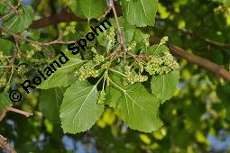 Weißer Maulbeerbaum, Morus alba, Moraceae, Morus alba, Weißer Maulbeerbaum, Blatt Kauf von 00216_morus_alba_dsc_4420.jpg