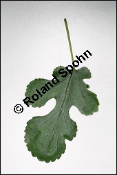 Weißer Maulbeerbaum, Morus alba, Moraceae, Morus alba, Weißer Maulbeerbaum, Blatt Kauf von 00216morus_albaimg_3895.jpg