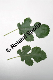 Weißer Maulbeerbaum, Morus alba, Moraceae, Morus alba, Weißer Maulbeerbaum, Blatt Kauf von 00216morus_albaimg_3897.jpg