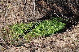 Echte Brunnenkresse, Nasturtium officinale, Brassicaceae, Nasturtium officinale, Nasturtium aquaticum, Echte Brunnenkresse, Habitat Kauf von 00218_nasturtium_officinale_dsc_1216.jpg