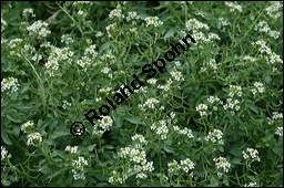 Echte Brunnenkresse, Nasturtium officinale, Brassicaceae, Nasturtium officinale, Nasturtium aquaticum, Echte Brunnenkresse, Habitat Kauf von 00218nasturtium_officinaleimg_2565.jpg