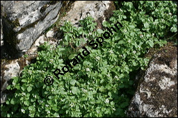 Echte Brunnenkresse, Nasturtium officinale, Brassicaceae, Nasturtium officinale, Nasturtium aquaticum, Echte Brunnenkresse, Habitat Kauf von 00218nasturtium_officinaleimg_3115.jpg