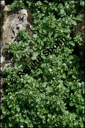 Echte Brunnenkresse, Nasturtium officinale, Brassicaceae, Nasturtium officinale, Nasturtium aquaticum, Echte Brunnenkresse, Habitat Kauf von 00218nasturtium_officinaleimg_3116.jpg