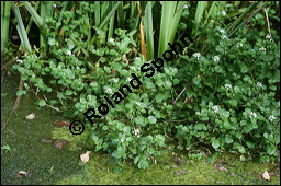 Echte Brunnenkresse, Nasturtium officinale, Brassicaceae, Nasturtium officinale, Nasturtium aquaticum, Echte Brunnenkresse, Habitat Kauf von 00218nasturtium_officinaleimg_3738.jpg