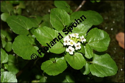 Echte Brunnenkresse, Nasturtium officinale, Brassicaceae, Nasturtium officinale, Nasturtium aquaticum, Echte Brunnenkresse, Habitat Kauf von 00218nasturtium_officinaleimg_3739.jpg