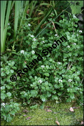 Echte Brunnenkresse, Nasturtium officinale, Brassicaceae, Nasturtium officinale, Nasturtium aquaticum, Echte Brunnenkresse, Habitat Kauf von 00218nasturtium_officinaleimg_3740.jpg