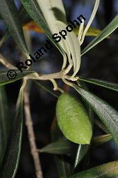 Olive, Olivenbaum, Ölbaum, Olea europaea, Olea europaea, Olive, Olivenbaum, Ölbaum, Oleaceae, unreif fruchtend Kauf von 00222_olea_europaea_dsc_6721.jpg