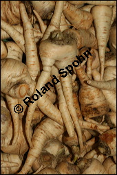 Wurzel-Petersilie, Petroselinum crispum ssp. tuberosum, Apiaceae, Petroselinum crispum ssp. tuberosum, Wurzel-Petersilie, Knollen-Petersilie, Wurzeln Kauf von 00238petroselinum_crispum_tuberosumimg_4589.jpg