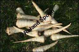 Wurzel-Petersilie, Petroselinum crispum ssp. tuberosum, Apiaceae, Petroselinum crispum ssp. tuberosum, Wurzel-Petersilie, Knollen-Petersilie, Wurzeln Kauf von 00238petroselinum_crispum_tuberosumimg_4644.jpg