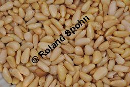 Pinie, Pinien-Kiefer, Schirm-Kiefer, Schirmkiefer, Pinus pinea, Pinaceae, Pinus pinea, Pinie, Pinien-Kiefer, Schirm-Kiefer, Zapfen Kauf von 00247_pinus_pinea_dsc_0642.jpg