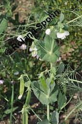 Erbse, Futter-Erbse, Pisum sativum, Pisum sativum, Erbse, Futter-Erbse, Fabaceae, Blühend und fruchtend Kauf von 00248_pisum_sativum_dsc_4885.jpg