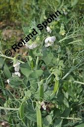Erbse, Futter-Erbse, Pisum sativum, Pisum sativum, Erbse, Futter-Erbse, Fabaceae, Blühend und fruchtend Kauf von 00248_pisum_sativum_dsc_4890.jpg