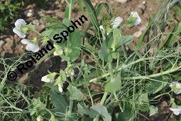 Erbse, Futter-Erbse, Pisum sativum, Pisum sativum, Erbse, Futter-Erbse, Fabaceae, Blühend und fruchtend Kauf von 00248_pisum_sativum_dsc_4891.jpg