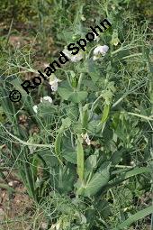 Erbse, Futter-Erbse, Pisum sativum, Pisum sativum, Erbse, Futter-Erbse, Fabaceae, Blühend und fruchtend Kauf von 00248_pisum_sativum_dsc_4892.jpg