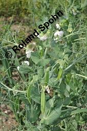 Erbse, Futter-Erbse, Pisum sativum, Pisum sativum, Erbse, Futter-Erbse, Fabaceae, Blühend und fruchtend Kauf von 00248_pisum_sativum_dsc_4893.jpg