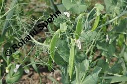 Erbse, Futter-Erbse, Pisum sativum, Pisum sativum, Erbse, Futter-Erbse, Fabaceae, Blühend und fruchtend Kauf von 00248_pisum_sativum_dsc_4894.jpg