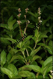 Färber-Knöterich, Persicaria tinctoria, Polygonaceae, Persicaria tinctoria, Polygonum tinctorium, Färber-Knöterich, Blühend Kauf von 00251persicaria_tinctoriaimg_2718.jpg