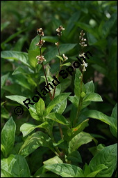 Färber-Knöterich, Persicaria tinctoria, Polygonaceae, Persicaria tinctoria, Polygonum tinctorium, Färber-Knöterich, Blühend Kauf von 00251persicaria_tinctoriaimg_2719.jpg