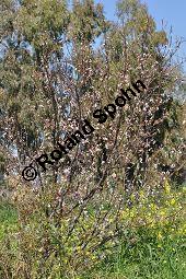 Aprikose, Prunus armeniaca, Rosaceae, Prunus armeniaca, Armeniaca vulgaris, Aprikose, Marille, fruchtend Kauf von 00254_prunus_armeniaca_dsc_2179.jpg