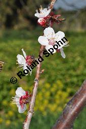Aprikose, Prunus armeniaca, Rosaceae, Prunus armeniaca, Armeniaca vulgaris, Aprikose, Marille, fruchtend Kauf von 00254_prunus_armeniaca_dsc_2181.jpg