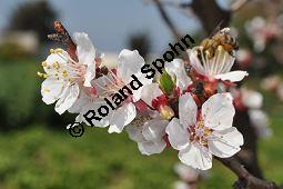 Aprikose, Prunus armeniaca, Rosaceae, Prunus armeniaca, Armeniaca vulgaris, Aprikose, Marille, fruchtend Kauf von 00254_prunus_armeniaca_dsc_2182.jpg