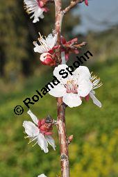 Aprikose, Prunus armeniaca, Rosaceae, Prunus armeniaca, Armeniaca vulgaris, Aprikose, Marille, fruchtend Kauf von 00254_prunus_armeniaca_dsc_2183.jpg