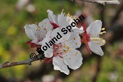 Aprikose, Prunus armeniaca, Rosaceae, Prunus armeniaca, Armeniaca vulgaris, Aprikose, Marille, fruchtend Kauf von 00254_prunus_armeniaca_dsc_2184.jpg