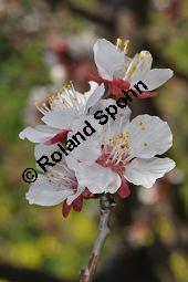 Aprikose, Prunus armeniaca, Rosaceae, Prunus armeniaca, Armeniaca vulgaris, Aprikose, Marille, fruchtend Kauf von 00254_prunus_armeniaca_dsc_2185.jpg