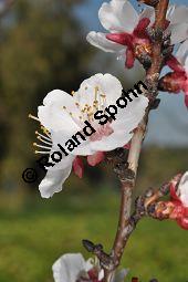 Aprikose, Prunus armeniaca, Rosaceae, Prunus armeniaca, Armeniaca vulgaris, Aprikose, Marille, fruchtend Kauf von 00254_prunus_armeniaca_dsc_2186.jpg