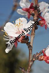 Aprikose, Prunus armeniaca, Rosaceae, Prunus armeniaca, Armeniaca vulgaris, Aprikose, Marille, fruchtend Kauf von 00254_prunus_armeniaca_dsc_2187.jpg