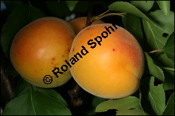 Aprikose, Prunus armeniaca, Rosaceae, Prunus armeniaca, Armeniaca vulgaris, Aprikose, Marille, fruchtend Kauf von 00254prunus_armeniacaimg_2777.jpg