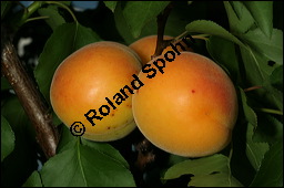 Aprikose, Prunus armeniaca, Rosaceae, Prunus armeniaca, Armeniaca vulgaris, Aprikose, Marille, fruchtend Kauf von 00254prunus_armeniacaimg_2778.jpg