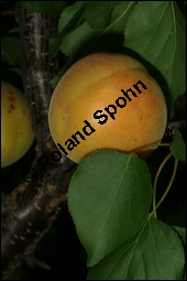 Aprikose, Prunus armeniaca, Rosaceae, Prunus armeniaca, Armeniaca vulgaris, Aprikose, Marille, fruchtend Kauf von 00254prunus_armeniacaimg_2779.jpg